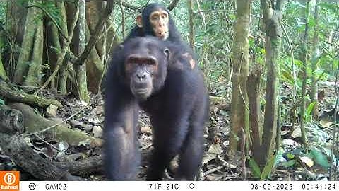 Chinko-Vovodo Chimpanzee Mother and Baby - A Good-Looking Duo!