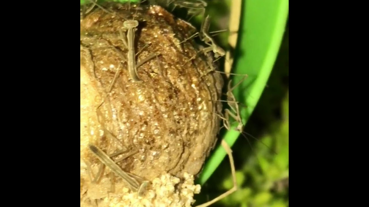 Praying Mantis Circle of Life, 2017 Rosemount, Ohio YouTube