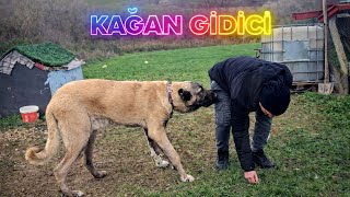 Download Lagu KAĞANIN DURUMU HİÇ İYİ DEĞİL BAHÇEDE BÜYÜK SORUN VAR ! - ARTIK HİÇ HEVESİM KALMADI !  MP3