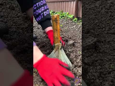 Hack fácil para el crecimiento de árboles 🌳😉