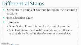 Differential Stains
