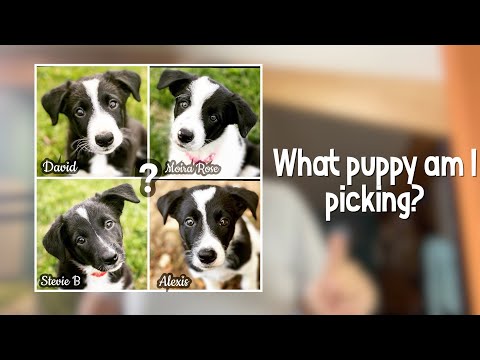 Puppy Selection: How I Do It and Why I Didn't This! Time #36