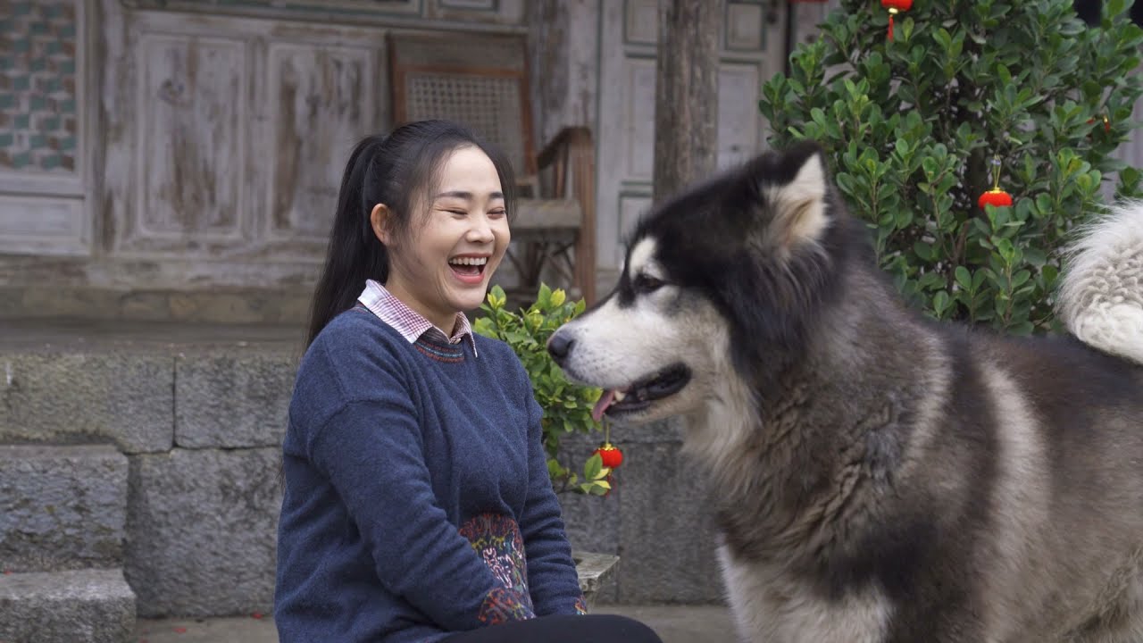 大王不止长了毛毛还涨了体重 Dawang has not only grown fur, but also gained weight丨Apenjie with Dawang