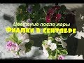 ❀Фиалки в начале сентября❀ Что цветет❀