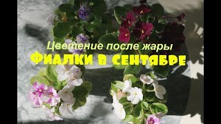 ❀Фиалки в начале сентября❀ Что цветет❀