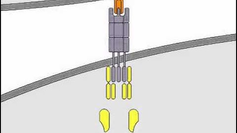 Induction and activation annexin i cảm ứng hoạt hóa năm 2024