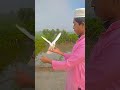 hand fitting pigeon. #pigeonlover #shorts