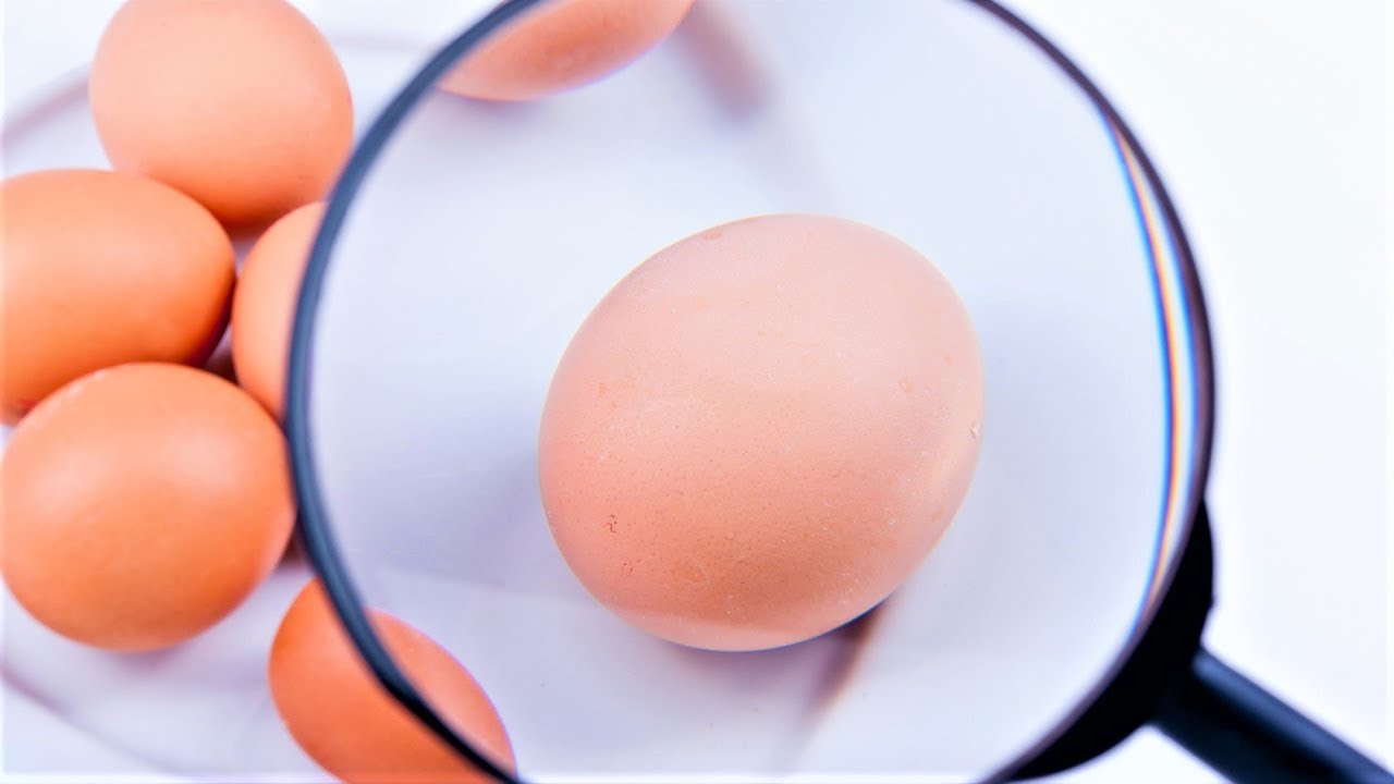 Сальмонеллез в домашних условиях. Микрофлора яиц. Сальмонеллез яйца куриные. Сальмонелла в курином яйце.