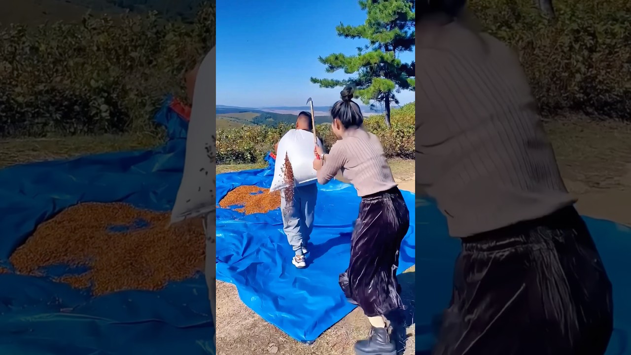 Sun-drying hazelnuts: A nutrient-rich nut, used in snacks, baking, and cooking