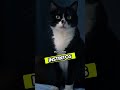 seu gato já fez isso? #animais #curiosidades