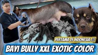 Pertama Di Indonesia !!! Bayi Bully XXL Exotic Color Lahir Di Jambi
