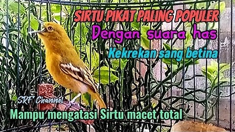 Sirtu pikat terpopuler 100% sangat ampuh menaikan birahi bunyi#sirtugacor @srfchannel3881