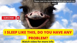 Ostrich #slept
