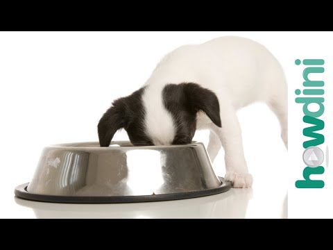 Video: What Is The Best Food To Feed Your Puppy?