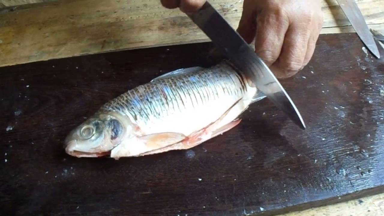 ARROYAR O PICAR UN BOCACHICO - YouTube