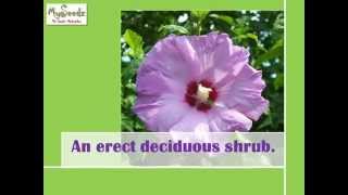 Grow 'Rose of Sharon' / Hibiscus syriacus from seeds