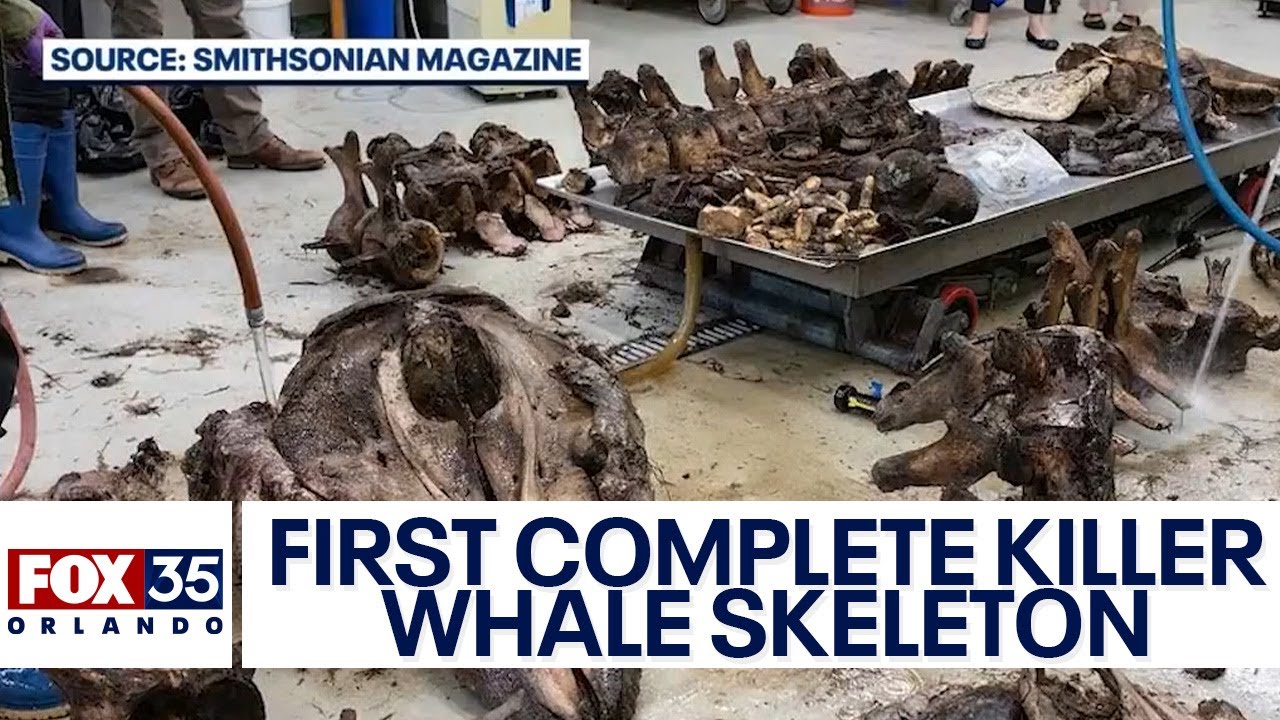 Researchers studying bones of beached killer whale from Florida