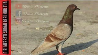 Ciri Burung Merpati Yang Sudah Berumur Tua.