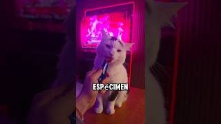 Cuando te quedas sin munición 🐈💀 #gatos #gamer #videogames #residentevil #humor