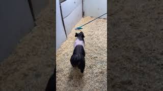 Lot 3: 23-3 Cross Gilt