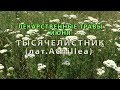 Лекарственные растения июня "Тысячелистник"