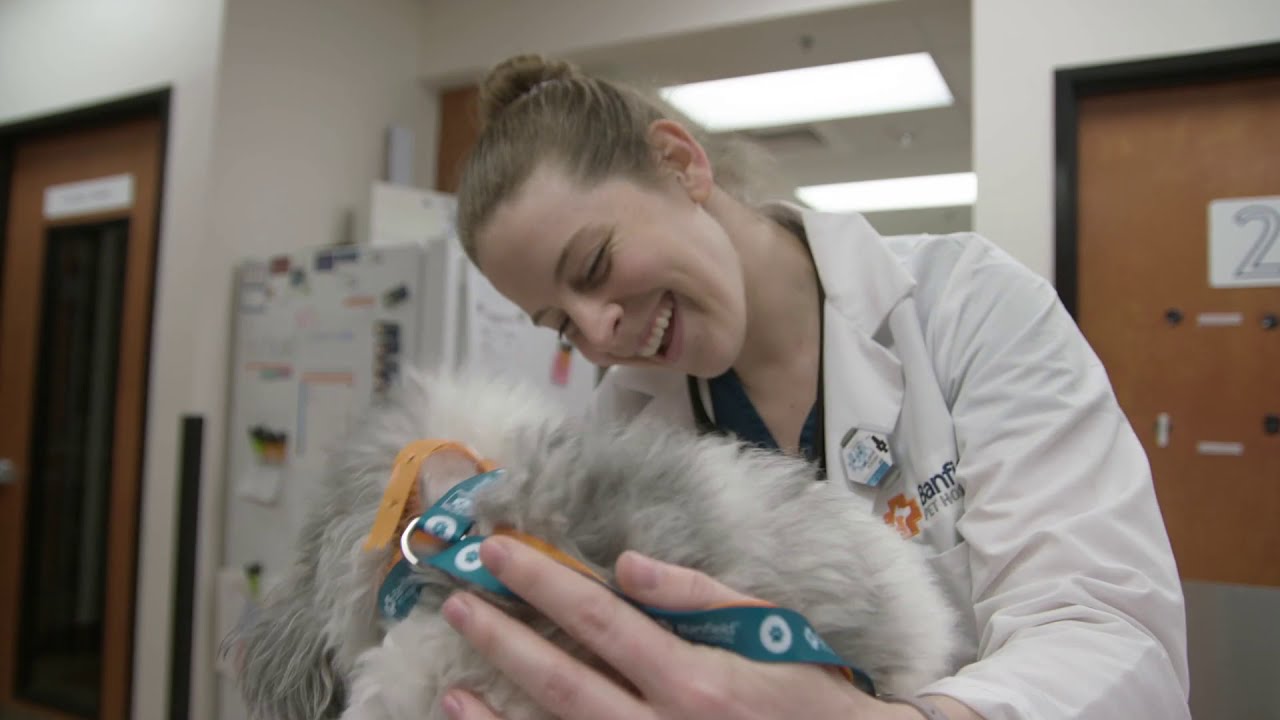 VET Report Continues to Investigate Pet Obesity