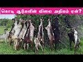 கொடி ஆடுகளின் விலை அதிகம் ஏன் | Kodi goat rates are high