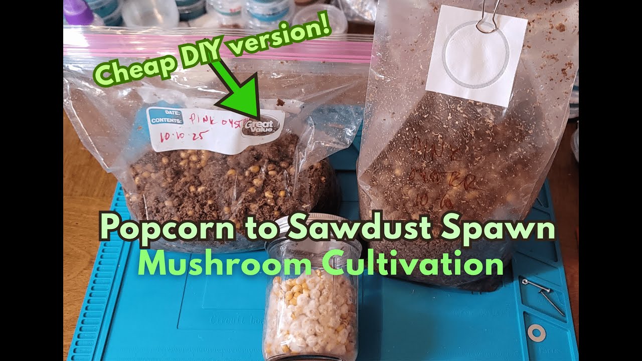 Cheap Popcorn Spawn to Sawdust Mushroom Bag Recipe - YouTube