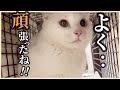 野良猫シロちゃん、病院から帰ってきました！でも病気の可能性が…