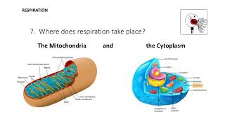 Photosynthesis and Cellular Respiration 7th Grade Science - Flashcards
