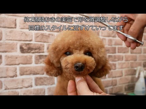 Poodle Grooming トイプードルアフロへカットチェンジします Youtube