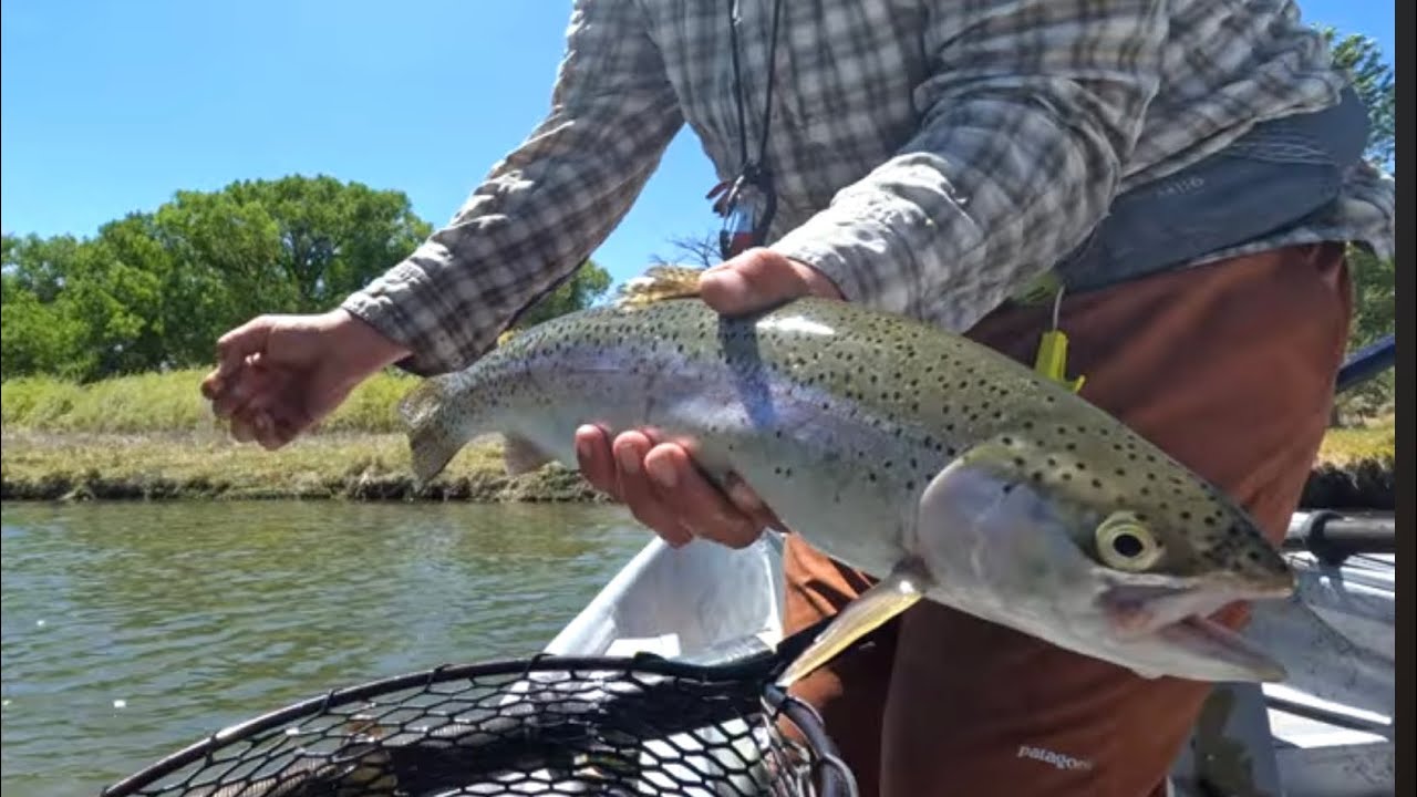 Beautiful San Juan Rainbow Trout 