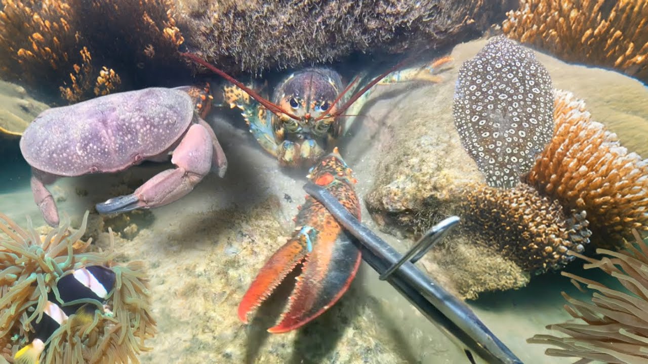 Diving to catch seafood - Catch crabs, fish, shrimp, lobster, squid - Relax under the sea