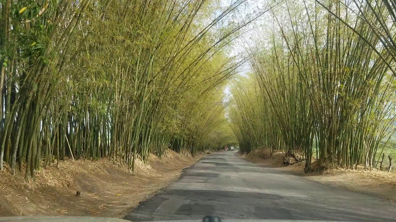 Holland Bamboo Lacovia St Elizabeth YouTube