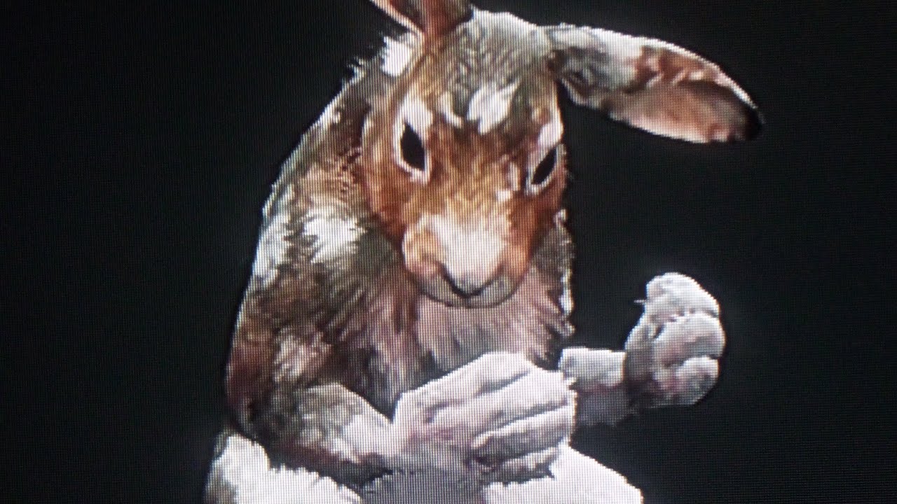 What type of rabbit could this be??? - YouTube