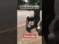 These Dogs Were Looking Like They Would Eat Someone On Command Animals Pets Dogs