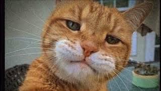 Romaria  malu sama kucing - speed up