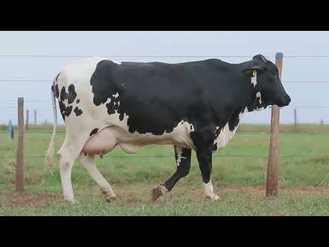 LOTE 102 1103CY