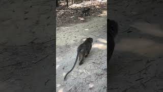 Lovely All Monkey With Man