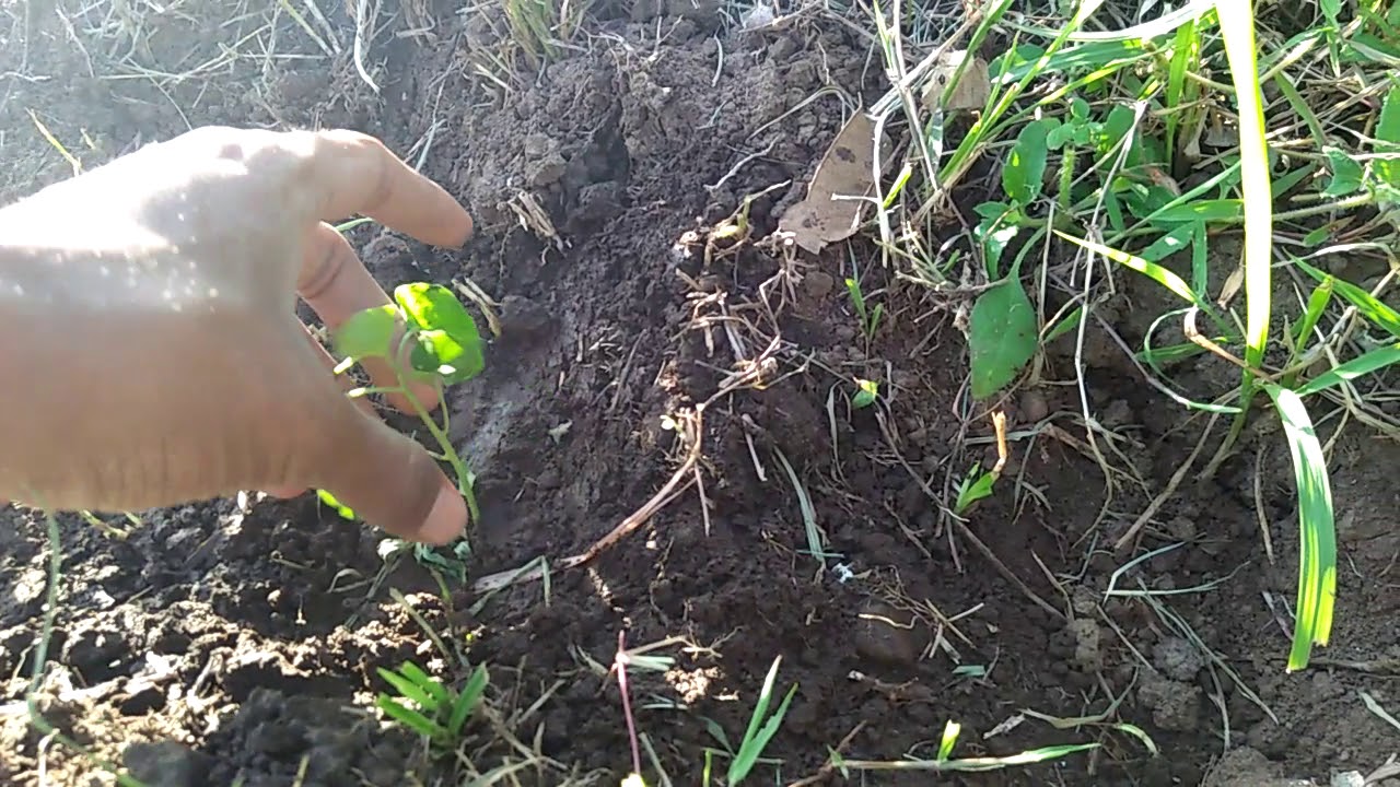 CARA MENANAM CABE AGAR CEPAT TUMBUH DAN HEMAT BIAYA 