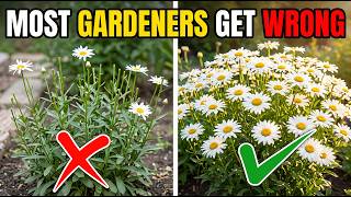 The Shasta Daisy Took 17 Years to Invent | Most Gardeners Still Grow It Wrong