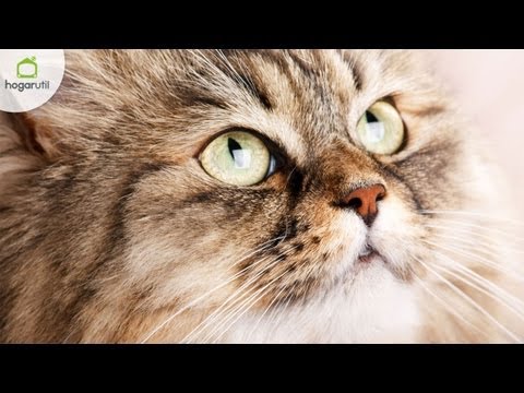 Video: ¿Qué le hace la toxoplasmosis a los gatos?