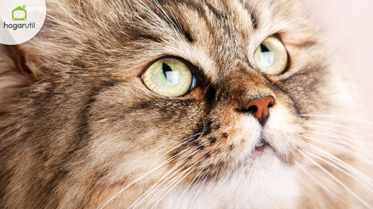 Toxoplasmosis en gatos