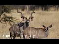 Kudu Cows ICT Mudjimba Available On Auction Kudu Cows ICT Mudjimba Available On Auction