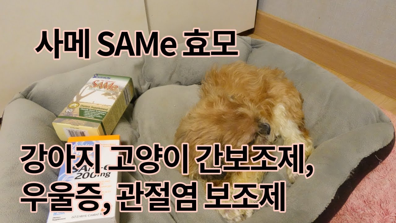 💖사메, SAMe, 삼이 강아지 고양이 간, 우울증, 관절염 보조제