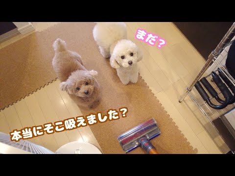 愛犬の昼寝中に掃除を始めたら厳しく監視する現場監督犬が誕生しました…
