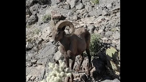 Petroglyphs and Bighorn Sheep, Adventures in the I...