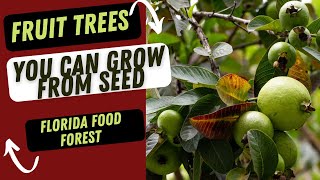 Fruit Trees You Can Grow From Seed | Florida Food Forest