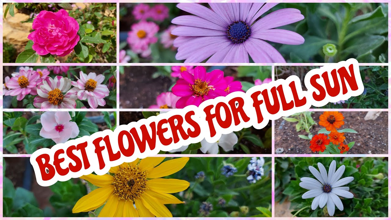 BEST FULL SUN PLANTS HEAT TOLERANT FLOWERS YouTube