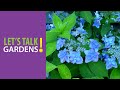 view Designing with Hydrangeas and Their Relatives, Let&apos;s Talk Gardens digital asset number 1
